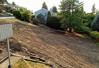 Bulldozed blackberry field